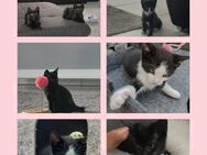 Kätzchen …Babykatze - Öhringen