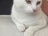 Katze - Flensburg