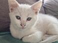 2 weiße Maine Coon MIX Kitten, weibl. 4 Monate alt, Katze Katzenbaby in 12527