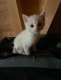 Katze - Bad Peterstal-Griesbach