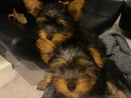 Yorkshire Terrier Welpen - Greven Zentrum