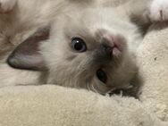Ragdoll-Mix Kitten ink. Kittenbox - Berlin