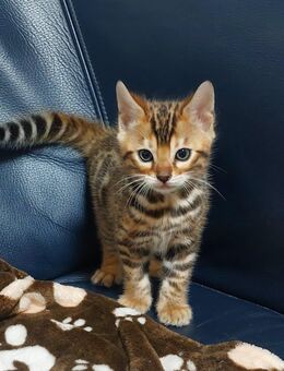 Bengal Katze - Essen