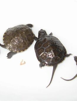 Mitteleuropäische Sumpfschildkröten - Fürth