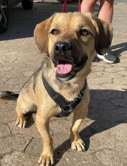 Big Mac -Charmeur su. Zuhause - Bückeburg