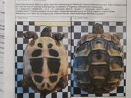 Griechische Landschildkröten - Euskirchen