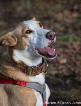 Lila ist zierlich und lebhaft - Egelsbach