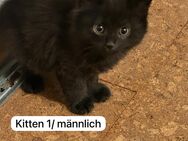 Kitten zu verkaufen - Babykatze EU Kurzhaar Tiger - Ostrach