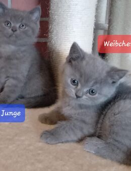 Reinrassige BKH Kitten - Brakel