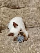 Traumhaftes Siam Kitten Weibchen 😻 in 50733
