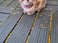 Katzen Babys - Cloppenburg