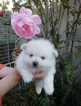 Reinrassige Pomeranian Welpen - Kyritz