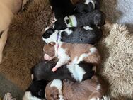Border Collie Welpen - Wingst