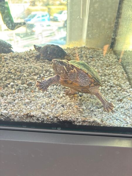 2 gewöhnliche Moschus Schildkröten - Köln