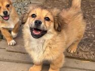 CHESTNUT - ein Hundekind sucht seine Men - Konstanz