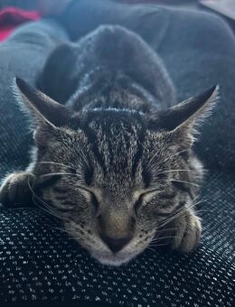 Roter und Grauer Kater Abzugeben Geimpft/Kastriert - Hamm