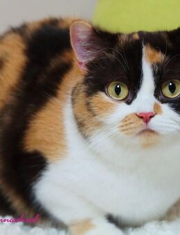 Britischkurzhaarkatze mit Stammbaum kastriert - Lamerdingen