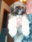 Shih-Tzu Welpen (Abholbereit) in 97922