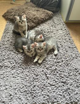 BKH Kitten - Tettenweis