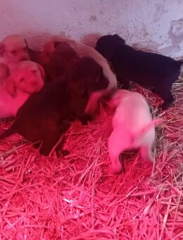 Süße Labradorwelpen in liebevolle Hände abzugeben - Wallerstein