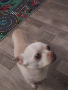 Chihuahua rüde - Dortmund