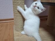 BKH Kitten ab mitte Mai ! - Stockach