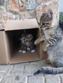 Nala und Kiara aus dem Tierschutz - Grevenbroich
