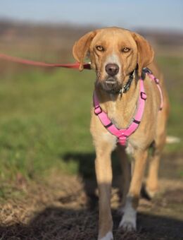 Bella – die charmante Allrounderin sucht ihr Zuhause , ca 3 J,ca 55 cm groß - Angern