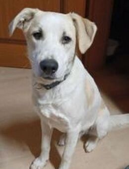 Hunter möchte ein Zuhause - Niedereschach