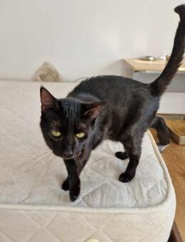 Wim sucht warmes Körbchen - Langenhagen