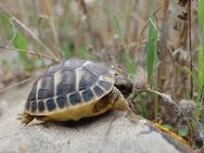 Testudo hermanni hermanni - Griechische Landschildkröten NZ 23 Toskana - Nattheim