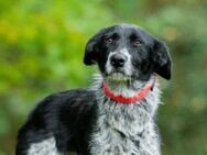 Tolle Meggi sucht zuhause! - Bad Bevensen