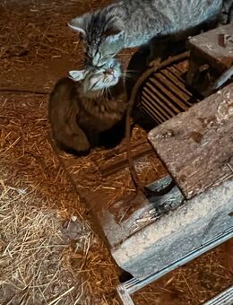 Katzen/Kater - Auma-Weidatal