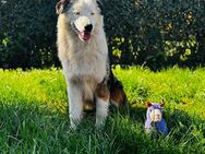 Australian Shepherd Junghund - Fehmarn