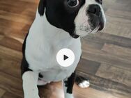 Süßer Boston Terrier - Dingolfing