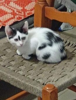 Mia aus dem Tierschutz - Grevenbroich