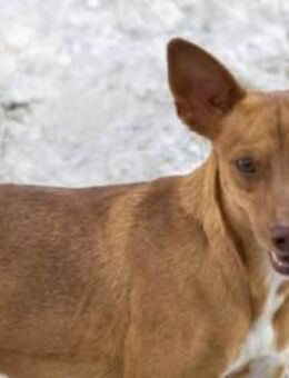 Micky liebt Menschen - Donaueschingen