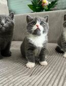 Britische kurzhaar Kitten - 2 Katerkitten und 1 Kätzchen in 91522