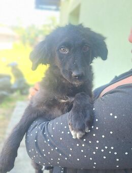💕Dori💕 sucht ihre Familie! 💕🐾 - Freilassing