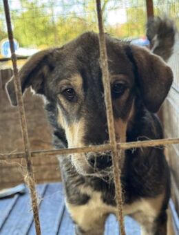 RM 1 - Süßer Genießer 🐕 - Elsdorf (Nordrhein-Westfalen)