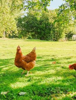 Hübsches EFH - mit ca 60m² Ausbaureserve im DG und tollem Grundstück! - Süderholz