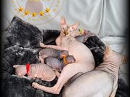 Canadian Sphynx mit Stammbaum noch 3.Frei - Ulm