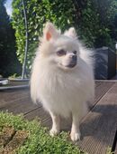 Zwergspitz Deckrüde mit Stammbaum KEIN VERKAUF in 31582