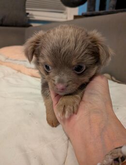 Chihuahua - Sundhagen