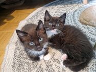Wunderschöne Maine Coon Mix Kitten - Herne