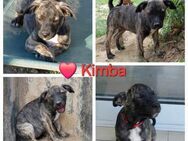 Kimba - sehr menschenbezogen - Willich