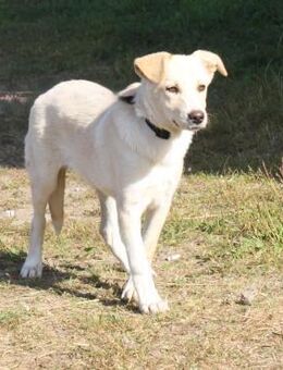 Zeus - freundlich, aufgeschlossen, sucht - Elmshorn