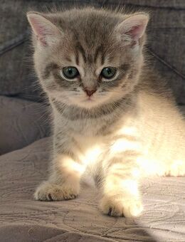 Niedliche BKH Kitten - Berlin