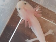 Axolotl Jungtiere von Mai 2024 - Steinigtwolmsdorf