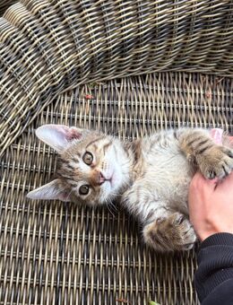 Kitten zu verkaufen - Bremen